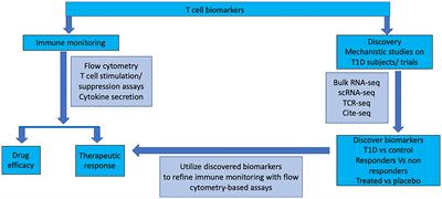 Monitoring immunomodulation strategies in type 1 diabetes